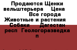 Продаются Щенки вельштерьера  › Цена ­ 27 000 - Все города Животные и растения » Собаки   . Дагестан респ.,Геологоразведка п.